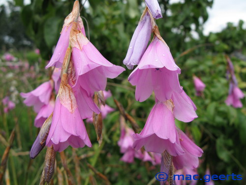 Dierama latifolium